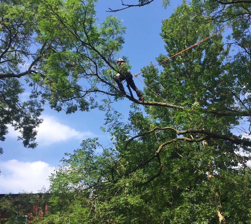 Tree Services